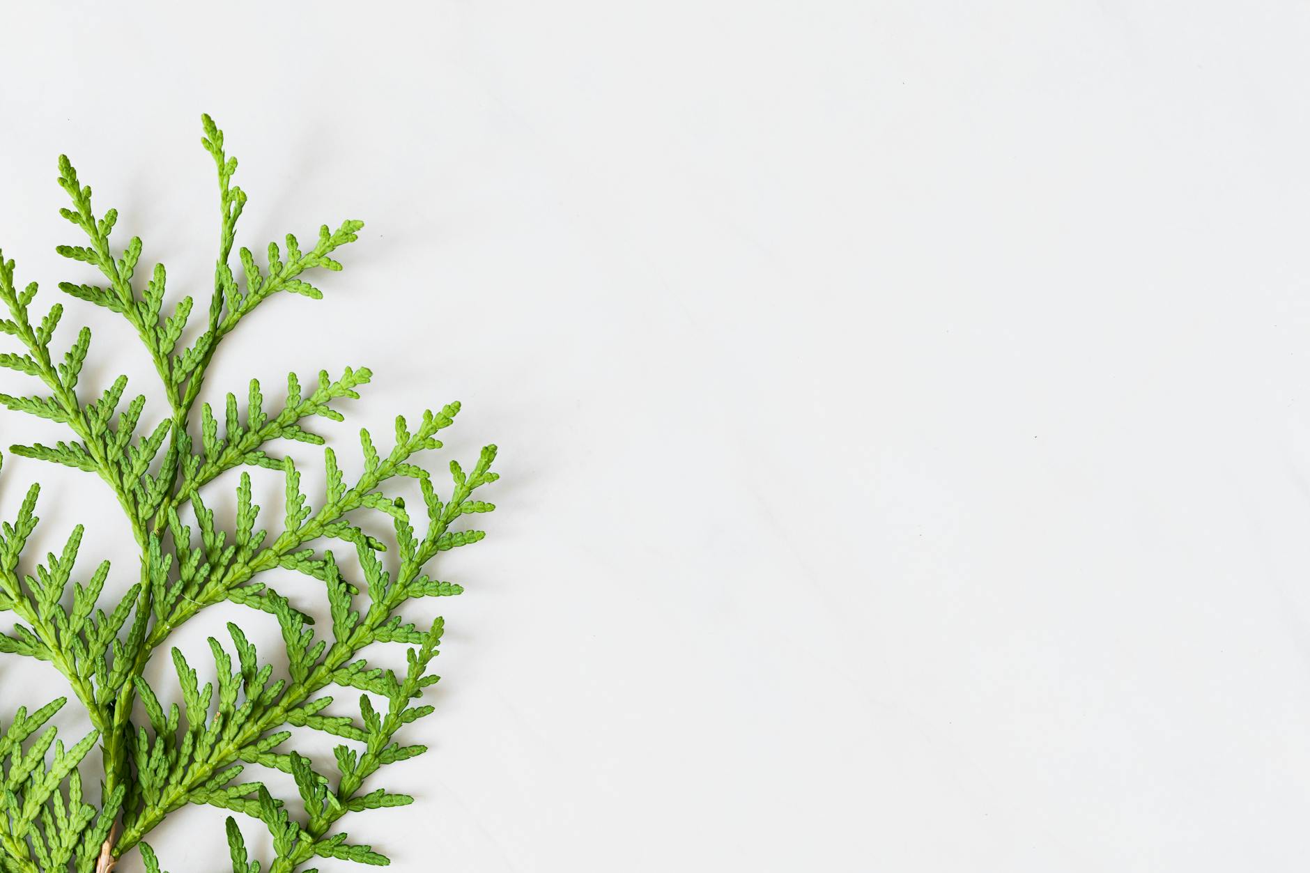 piece of a thuja twig
